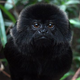 Image for article titled Marmosets can meditate (and are immune to the placebo effect)